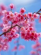 Mĩ cảm hiện sinh Nhật Bản nhìn từ biểu tượng hoa anh đào