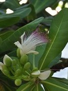 Trong trùng sóng Trường Sa