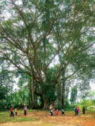 Rừng Đại tướng ở Lủng Cháng