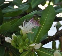 Trong trùng sóng Trường Sa