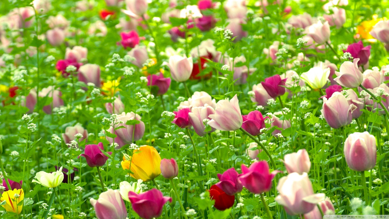 hinh nen hoa tulip dep de thuong cho ban them goi y lam moi laptop cua minh 5