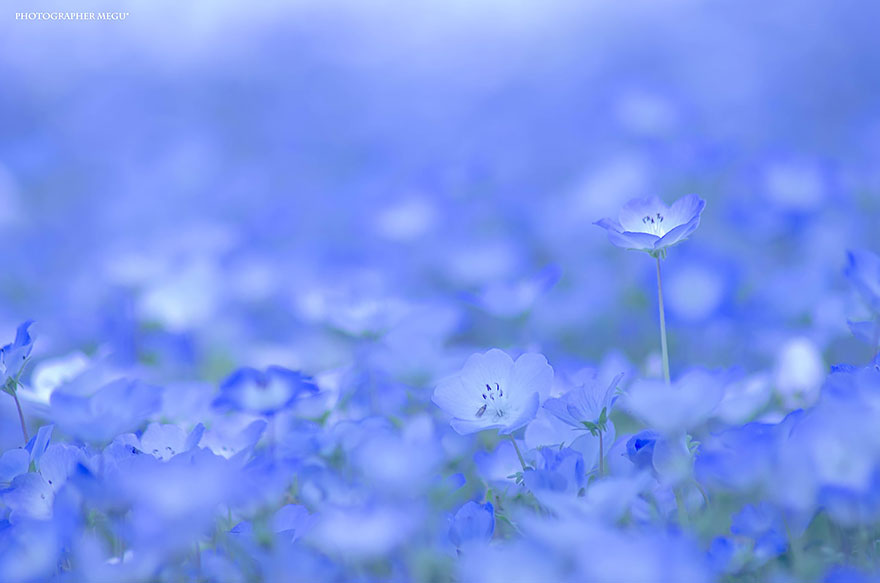 9d6nemophilas field hitachi seaside park 3