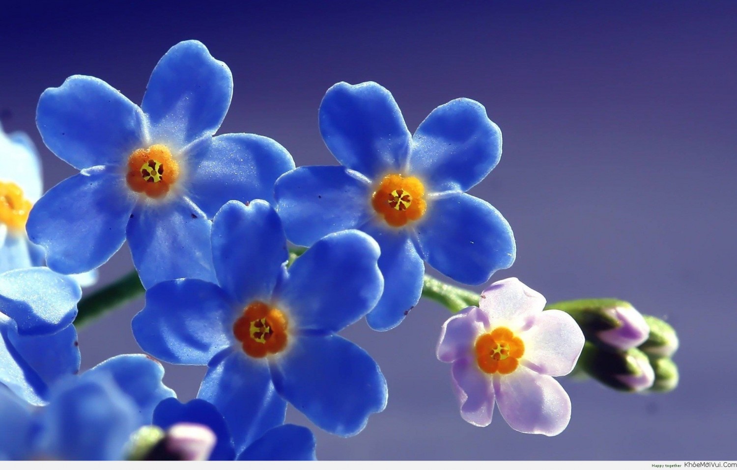 anh dep hoa luu ly forget me nots 5