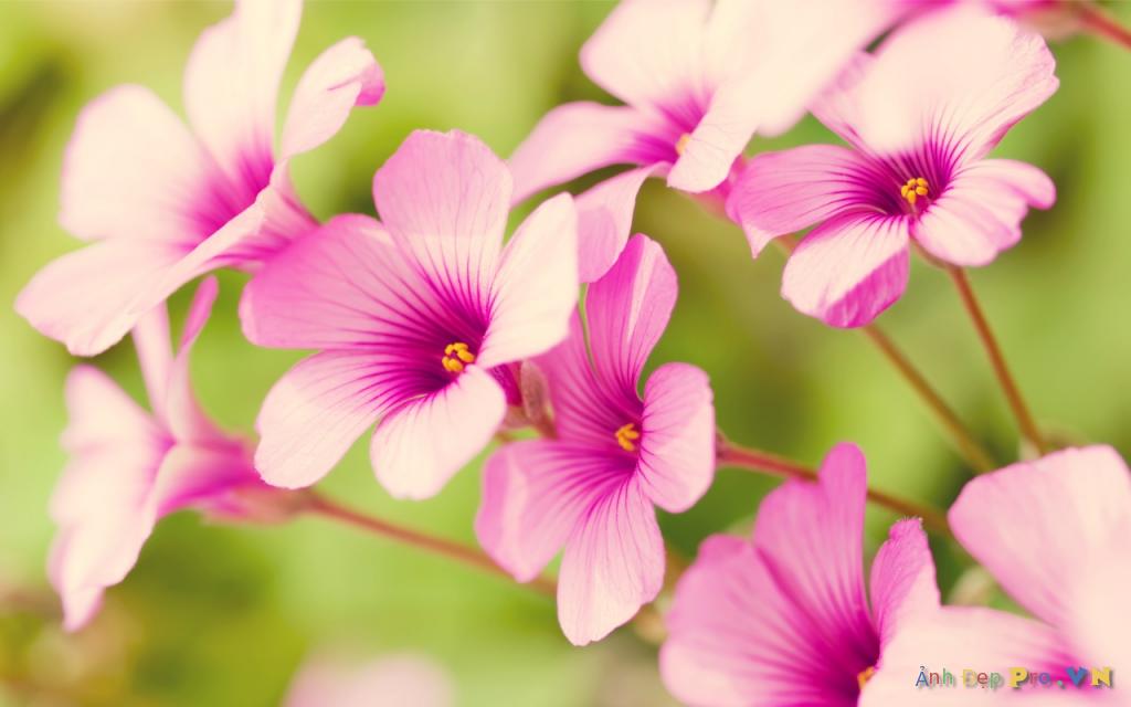 ngam nhin cac loai hoa dep nhat hien nay5 1024x768 1414125125