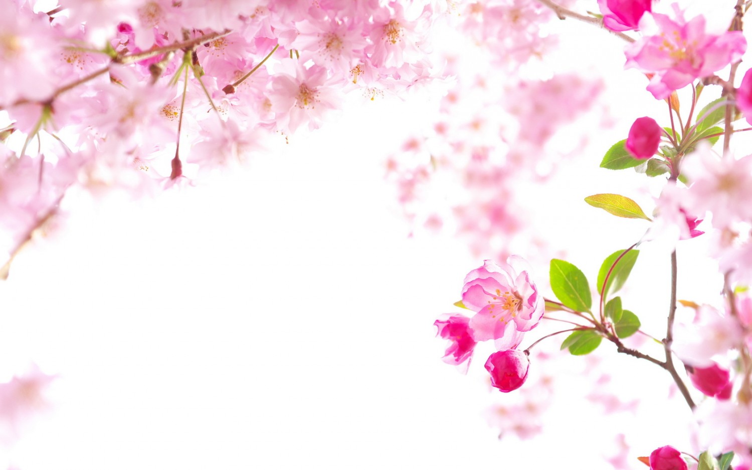tuyen tap nhung hinh anh hoa anh dao lam hinh nen dep nhat so 8