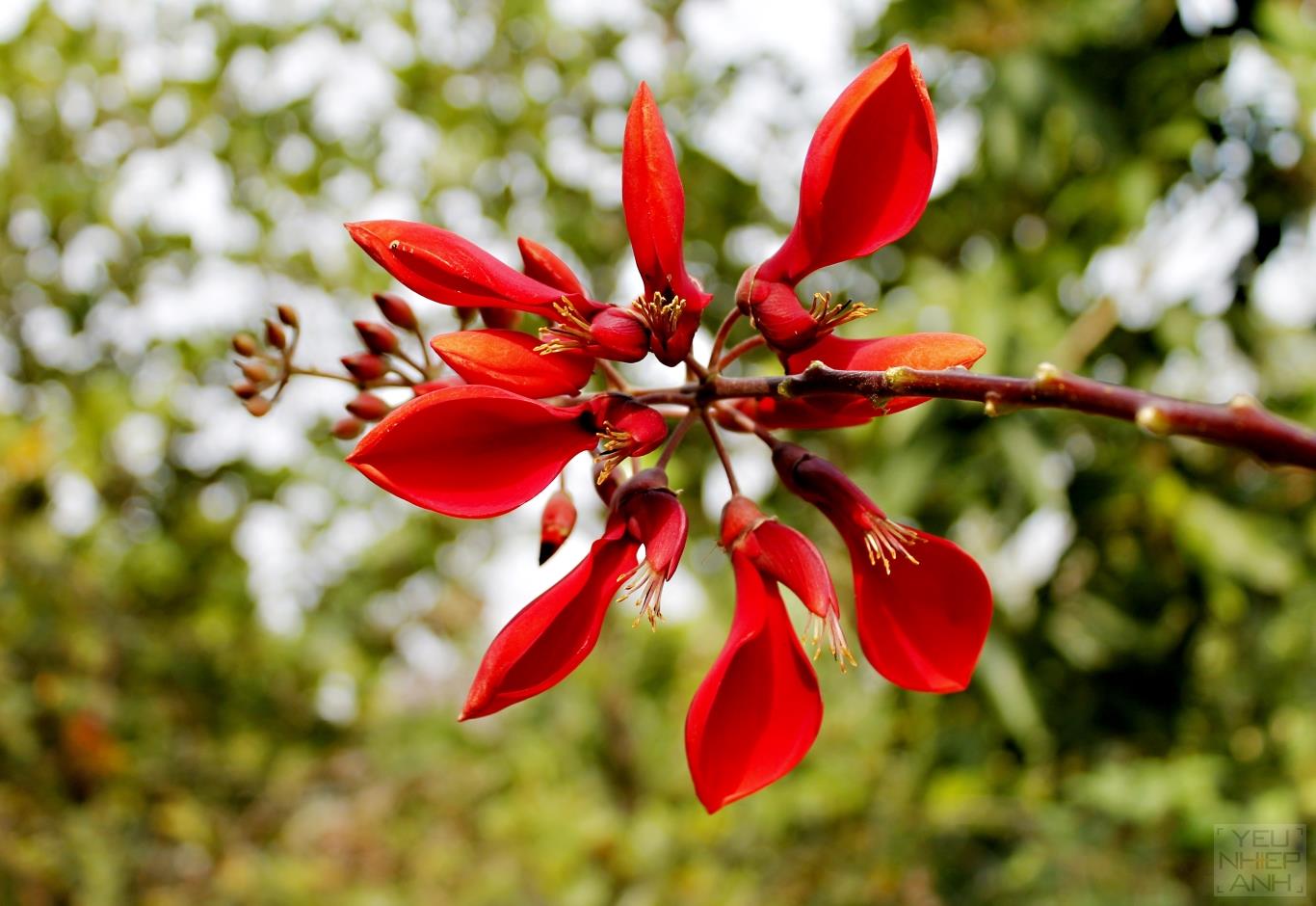 HOA ĐỎ