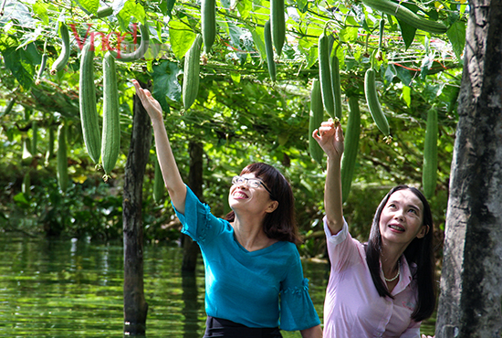 khi nhà văn hái mướp