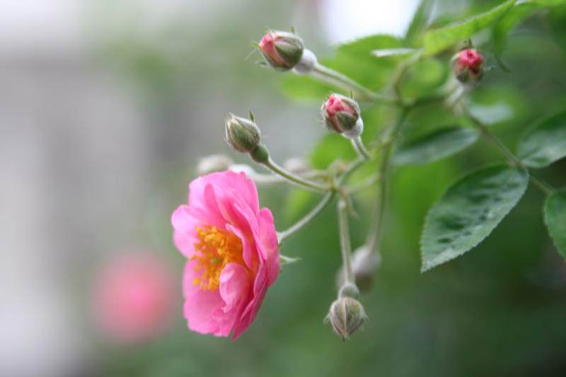 su tich u buon cua hoa tam xuan 1