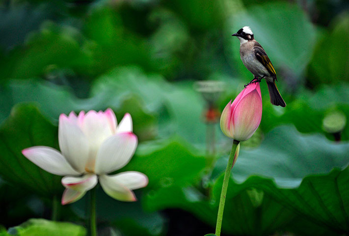 Chùm thơ của tác giả Nguyễn Trọng Luân