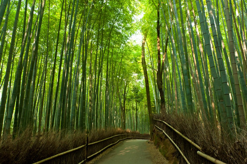 Arashiyama Bamboo Grove Japan