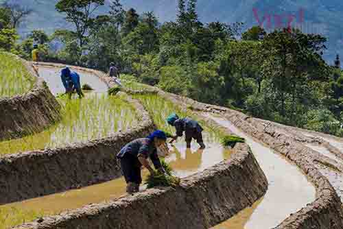 Canh tác trên ruộng bậc thang của người Hà Nhì
