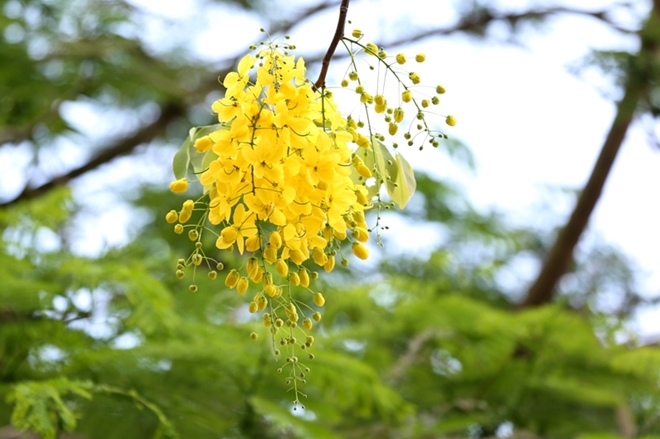 muồng